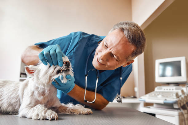 Best Urgent Dental Care for Toothache in Dudley, NC